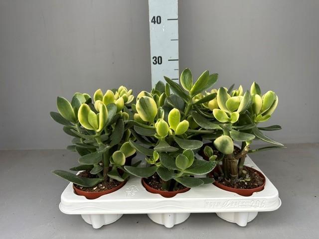 <h4>Crassula ovata jade</h4>