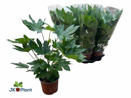 <h4>Fatsia Ov 5pp</h4>