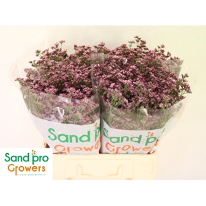 LIM SIN SILVERY PINK