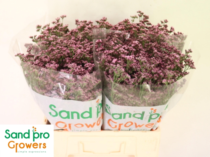 <h4>LIM SIN SILVERY PINK</h4>