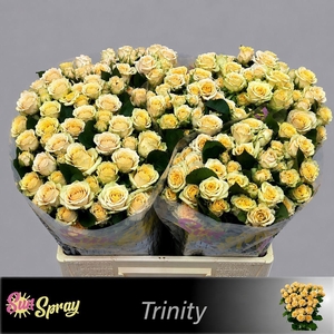 R TR TRINITY