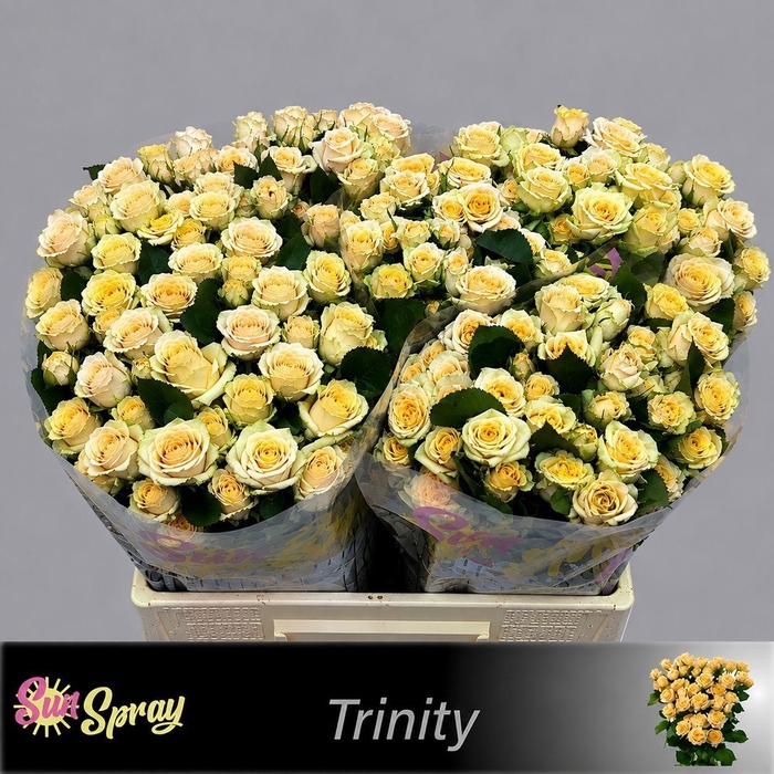 <h4>R TR TRINITY</h4>