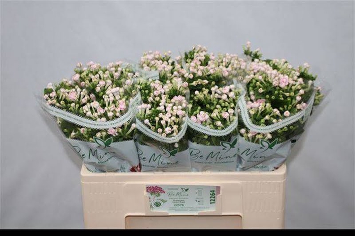 <h4>Bouvardia Diamond Light Pink</h4>