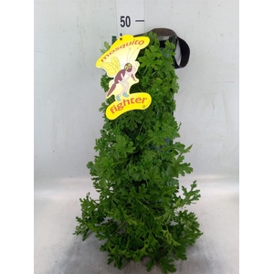 Pelargonium graveolens