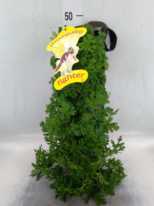 <h4>Pelargonium graveolens</h4>