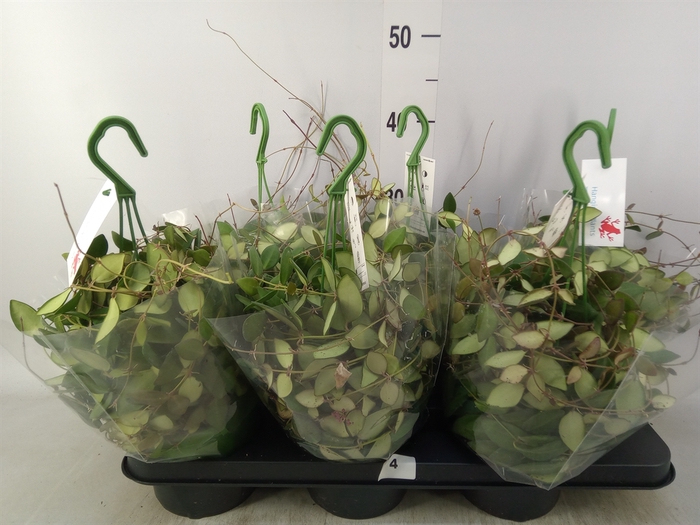 <h4>Hoya burtoniae</h4>