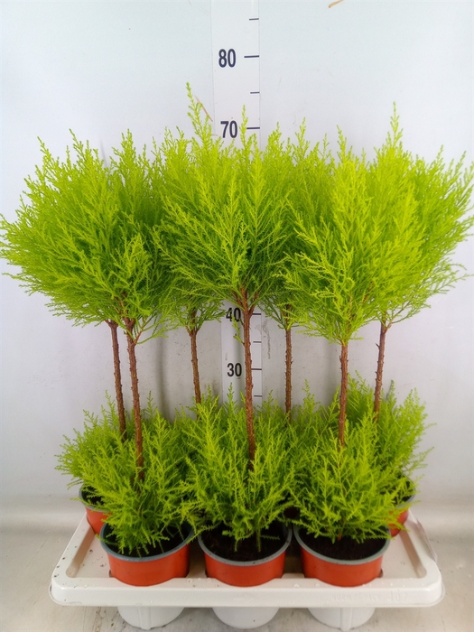 <h4>Cupressus macro. 'Goldcrest Wilma'</h4>