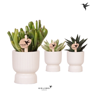 Kolibri Greens Succulenten mix in Diabolo pot travertine