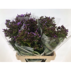 Phlox Blue Boy Hogenboom