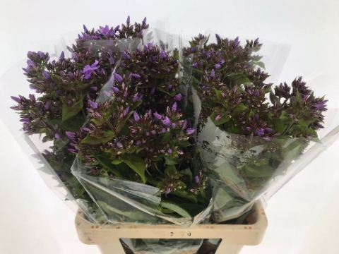 <h4>Phlox Blue Boy Hogenboom</h4>