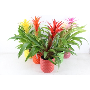 arr3 BS - Siena happy