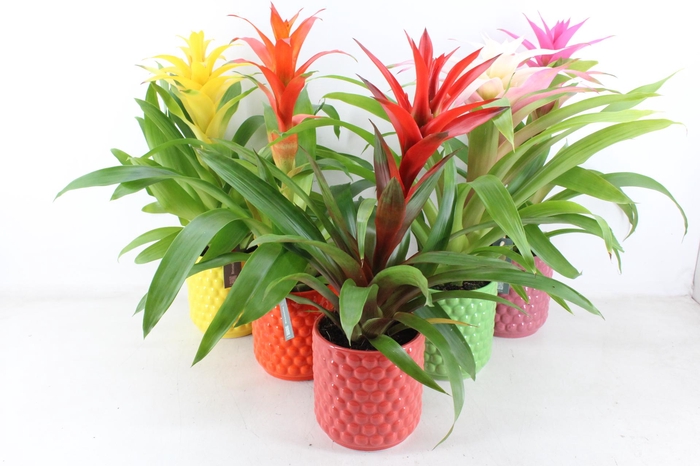 <h4>arr3 BS - Siena happy</h4>