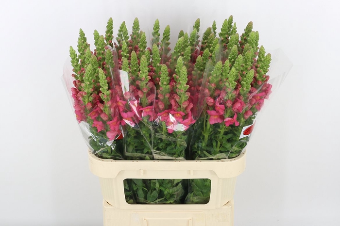<h4>Antir Antibes Rose Dark</h4>