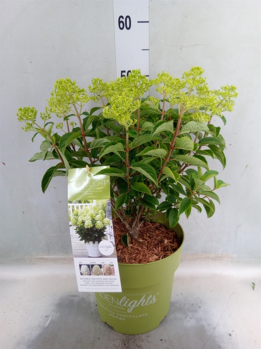 <h4>Hydrangea pan.</h4>