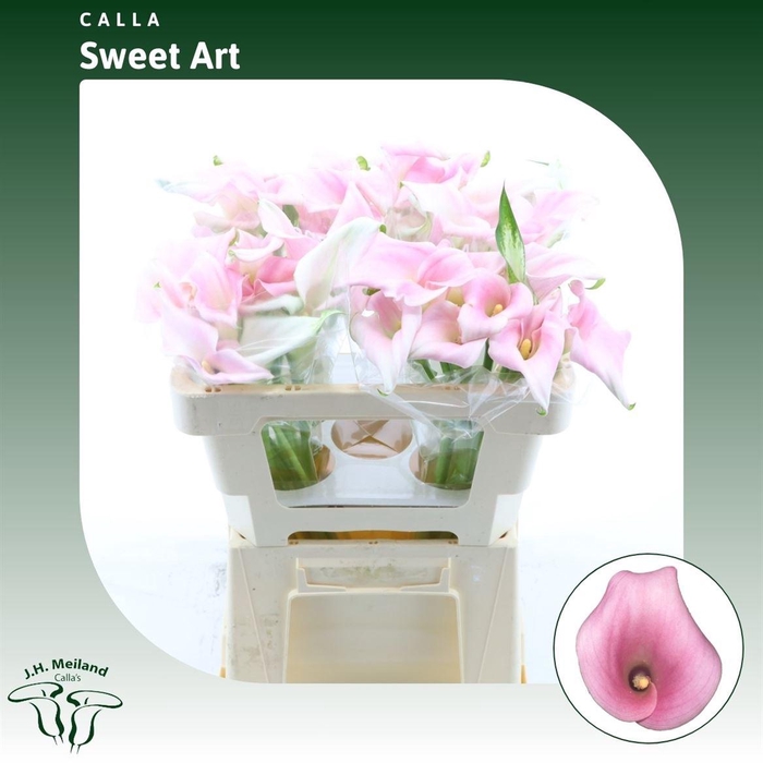 <h4>Calla Sweet Art</h4>