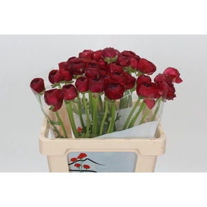 Ranunculus Clooney Ole Dark Extra