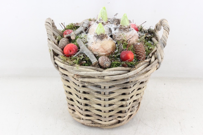 <h4>arr4 Hyacint PL - Kubumand hoog x2</h4>