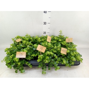 Peperomia rotundifolia