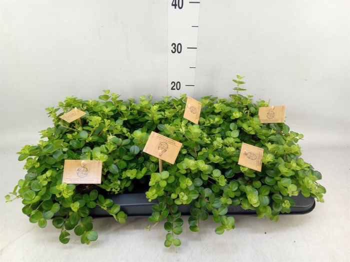 <h4>Peperomia rotundifolia</h4>