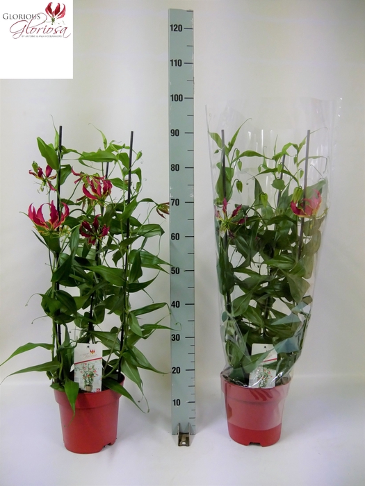 GLORIOSA ROTHSCHILD