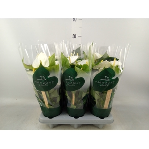 Anthurium andr. 'Samora'