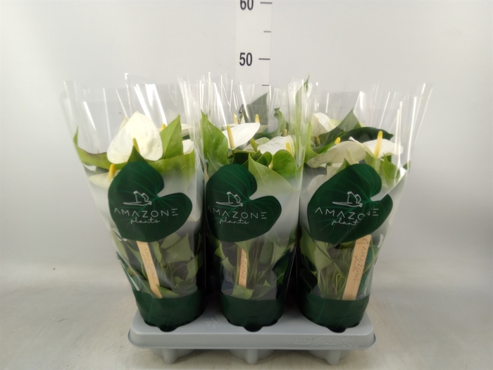 <h4>Anthurium andr. 'Samora'</h4>
