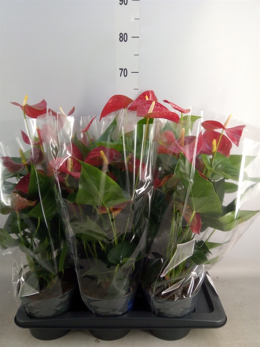 <h4>Anthurium andr. 'Karma Red'</h4>