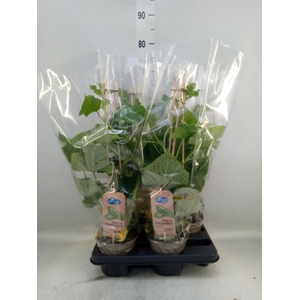 Cucumis sativus   ...