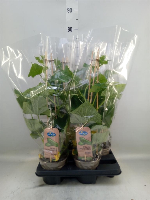 <h4>Cucumis sativus   ...</h4>