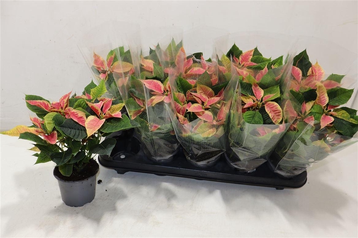 <h4>Euphor P Chr B Marbl</h4>