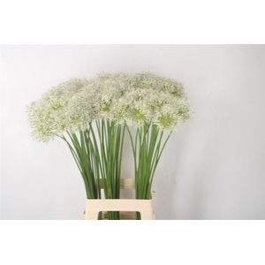Allium Mount Everest