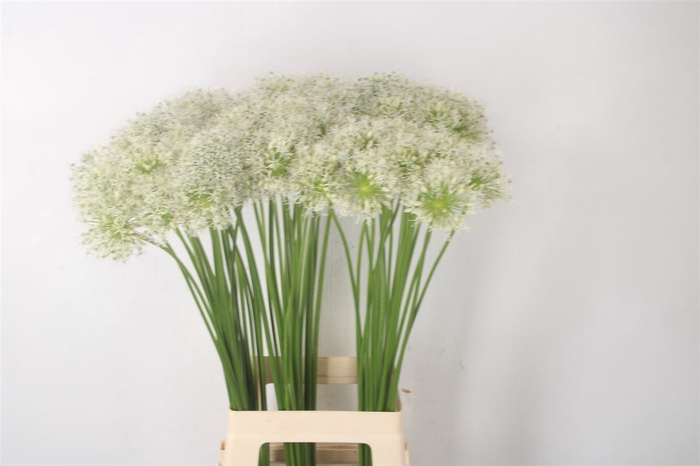 <h4>Allium Mount Everest</h4>