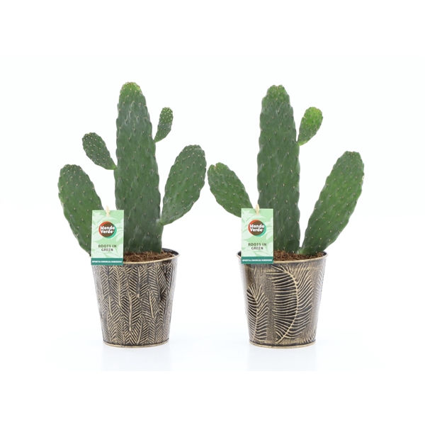 <h4>Opuntia rubescens Consolea in Iron-Leaf</h4>