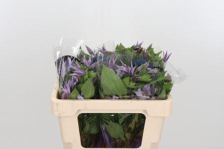 <h4>CLEM STAR RIVER</h4>