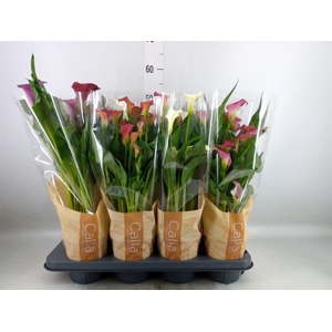 Zantedeschia   ...mix 6