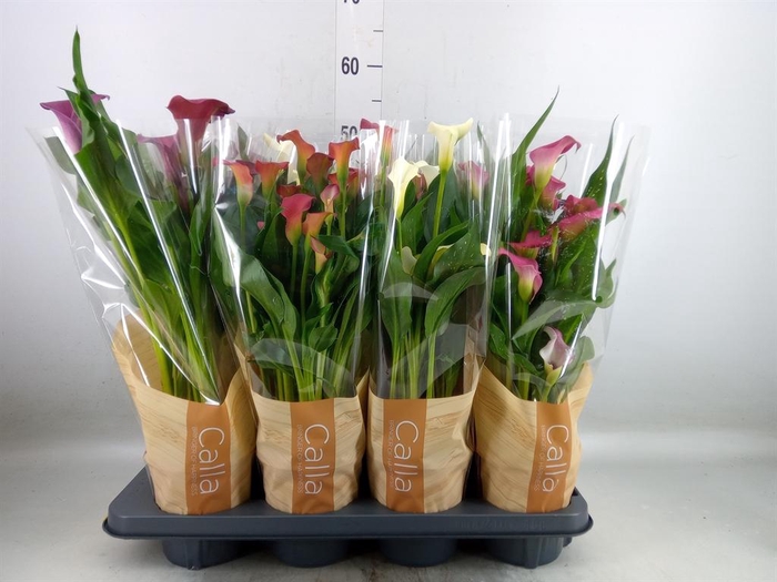 <h4>Zantedeschia   ...mix 6</h4>