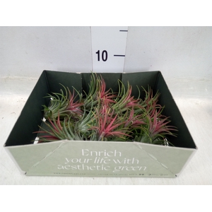 Tillandsia