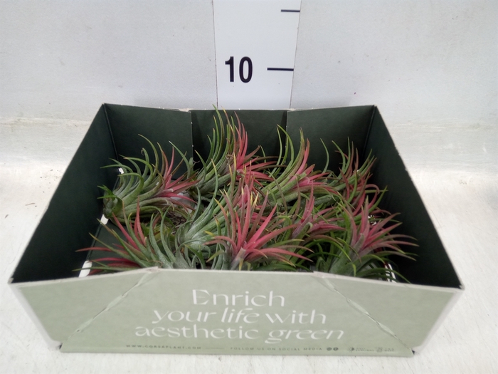 <h4>Tillandsia</h4>