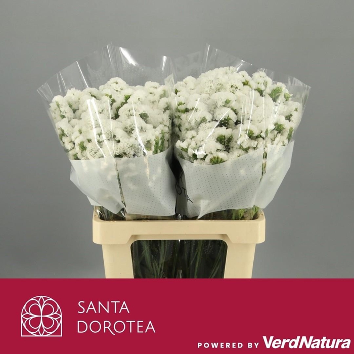 <h4>Statice White</h4>