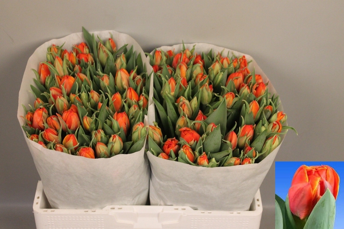 <h4>TU DU QUEENSDAY</h4>