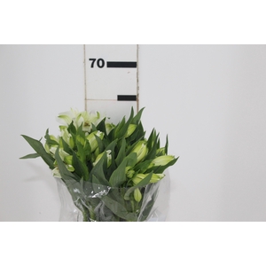 ALSTROEMERIA MISTRAL 060 CM