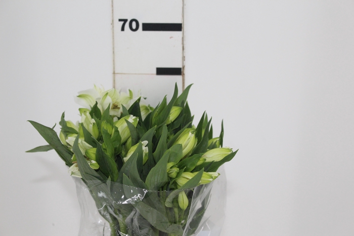<h4>ALSTROEMERIA MISTRAL 060 CM</h4>