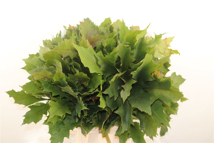 <h4>Quercus Rubra</h4>
