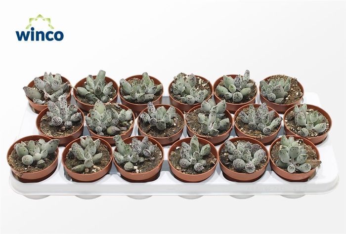 <h4>Adromischus Festivus</h4>