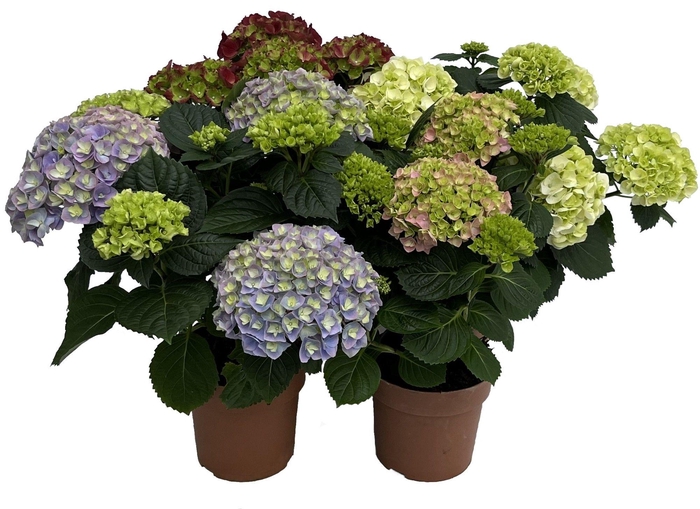 <h4>Hydrangea mix 14 cm 5 kop rijp 2</h4>