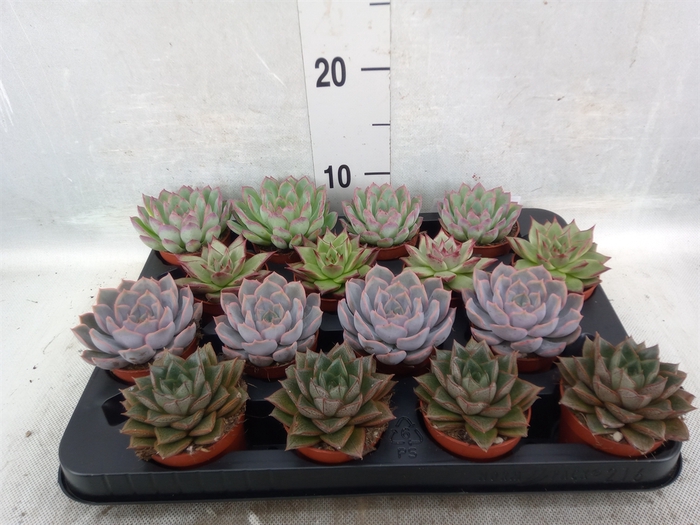 Echeveria   ...mix