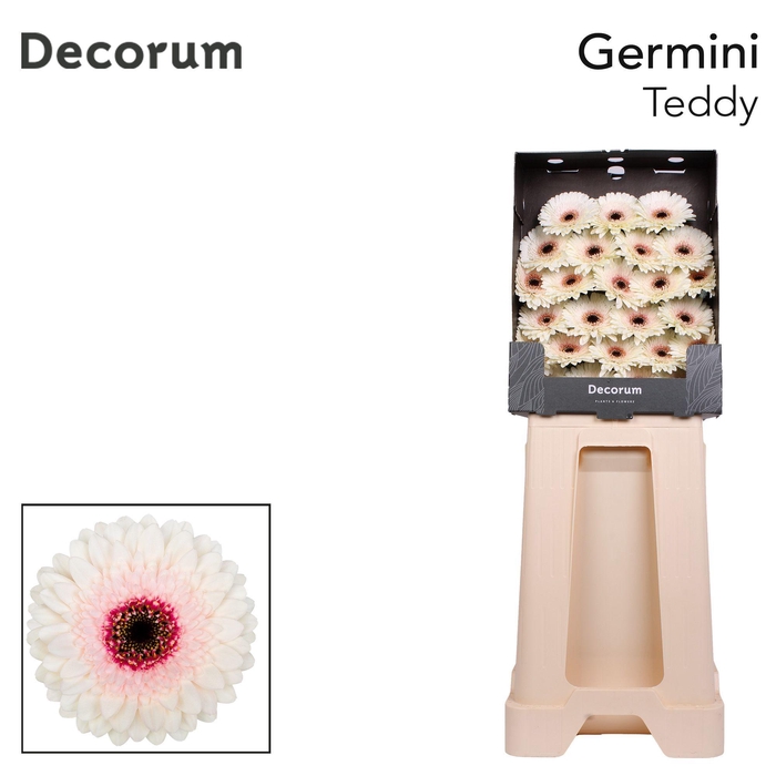 <h4>Germini Teddy Diamond</h4>