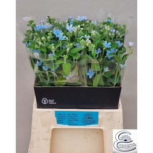 OXY CO TAN PURE BLU