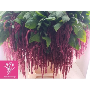 AMAR CA RED CORD