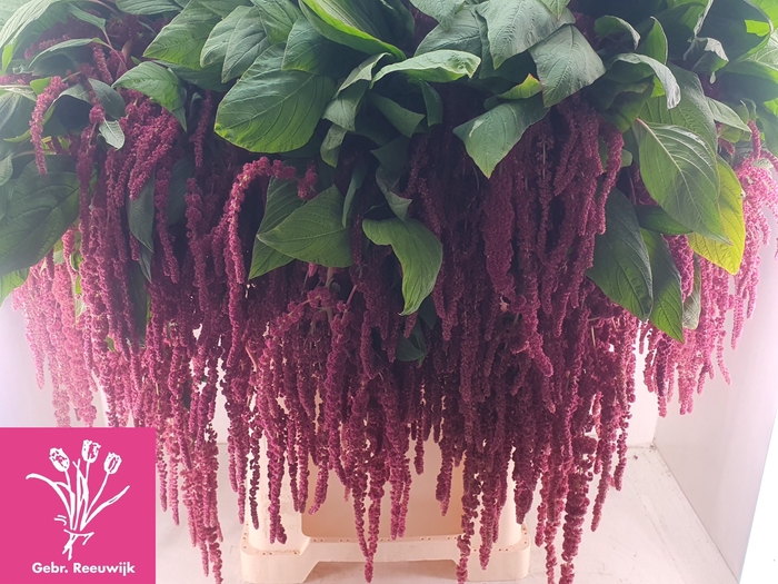 <h4>AMAR CA RED CORD</h4>